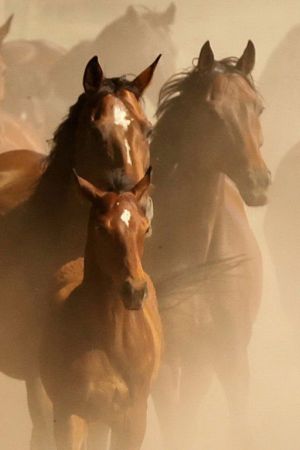 Horses